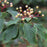 Cornus alternifolia  - Pagoda Dogwood