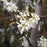 Serviceberry, Autumn Brilliance Shadblow Serviceberry
