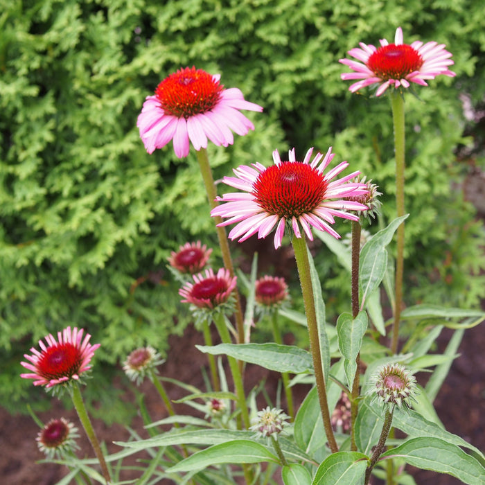 Echinacea purpurea 'Rubinstern'  - Ruby Star Echinacea