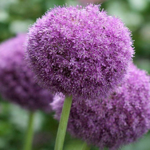 Allium x 'Party Balloons'  - Party Balloons Ornamental Onion