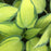 Hosta 'June'  - June Hosta