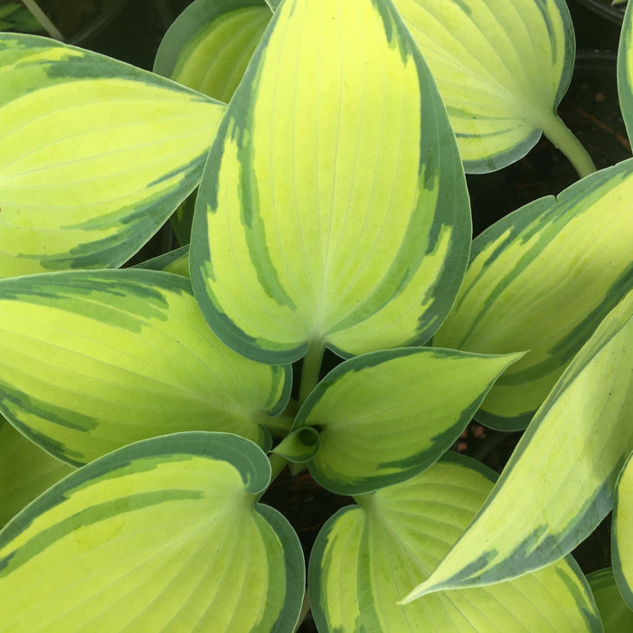 Hosta 'June'  - June Hosta
