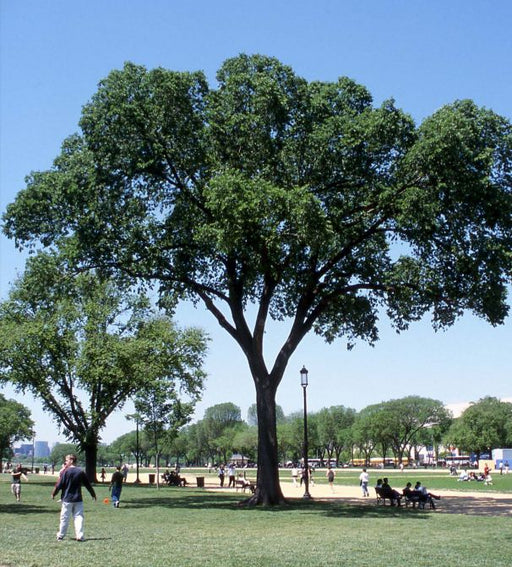 Elm, Jefferson American Elm