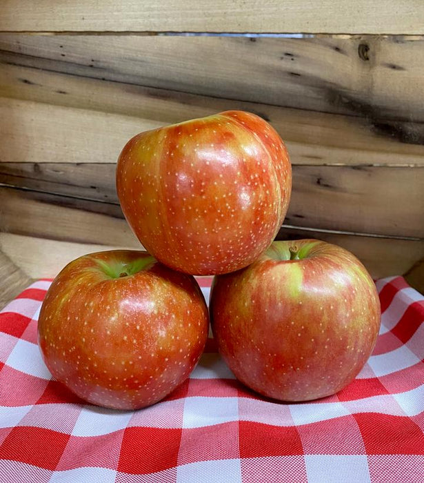 Apple, Jonastar (Malus domestica Jonastar), 7 gal — Mackey's