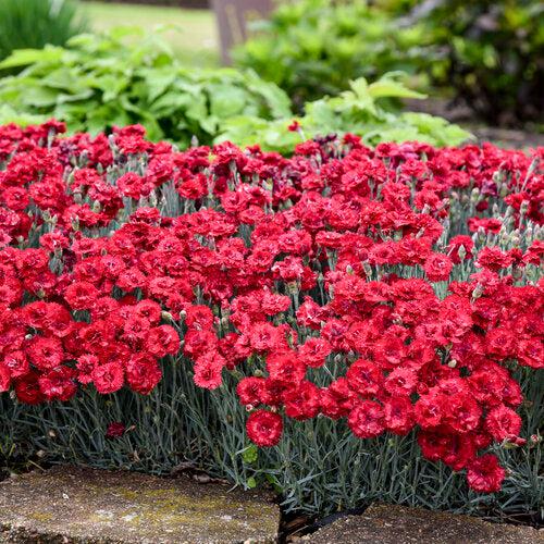 Dianthus, Fruit Punch® Maraschino Dianthus