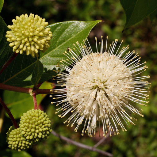 Buttonbush, First Editions® Fiber Optics
