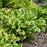 Hosta 'Wheee!' PP23565  - PW® Shadowland® Wheee! Hosta