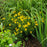 Coreopsis verticillata 'Zagreb'  - Zagreb Threadleaf Tickseed