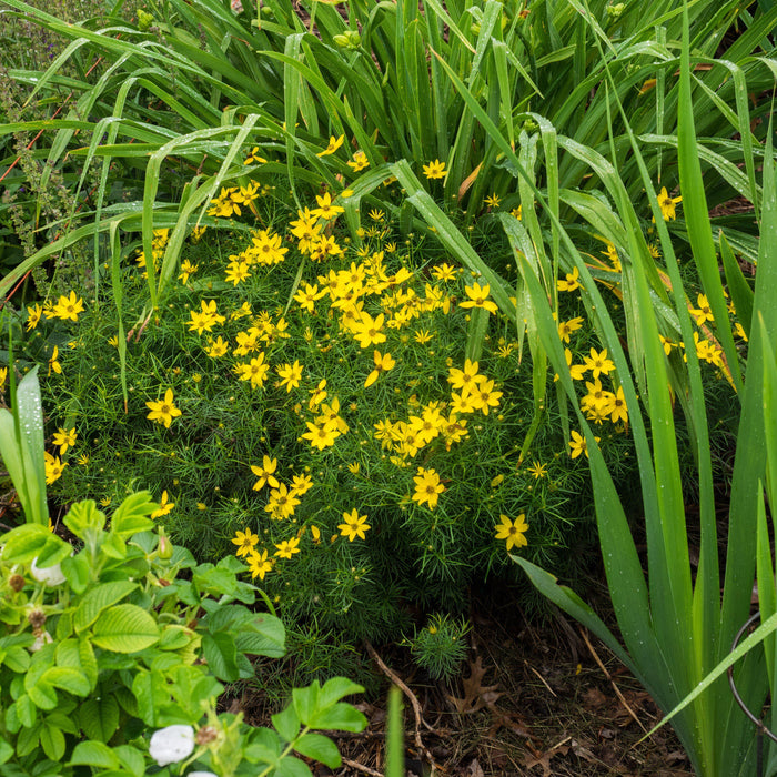 Coreopsis verticillata 'Zagreb'  - Zagreb Threadleaf Tickseed