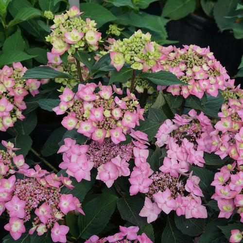 Hydrangea serrata 'SMNHSI'  - Let's Dance® Can Do!® Hydrangea