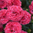 Dianthus, Fruit Punch® Raspberry Ruffles Dianthus