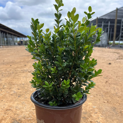 Boxwood, Baby Gem Boxwood