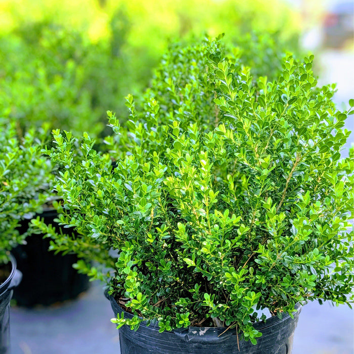 Boxwood, Baby Gem Boxwood