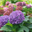 Hydrangea x 'SMNHSC'  - Let's Dance® ¡Arriba!® Hydrangea