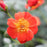 Rosa x 'FARROWRSP'  - Oso Easy Hot Paprika® Rose
