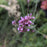 Verbena, Lollipop Verbena