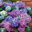 Hydrangea macrophylla 'Lindsey Ann'  - LA Dreamin'® Hydrangea