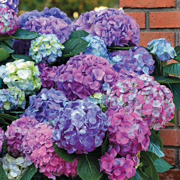 Hydrangea macrophylla 'Lindsey Ann'  - LA Dreamin'® Hydrangea