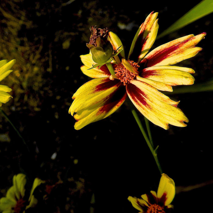 Coreopsis x verticillata 'Starlight'  - Lil' Bang™ Starlight Coreopsis