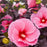 Hibiscus 'Edge of Night' PP34,359  - Summerific® Edge of Night Hibiscus