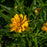 Coreopsis grandiflora 'Early Sunrise'  - Early Sunrise Giant Tickseed