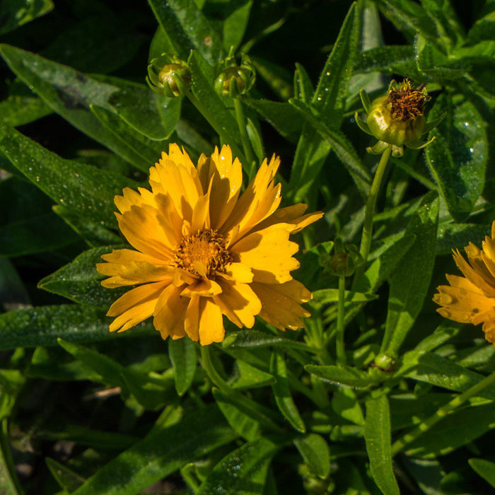Coreopsis grandiflora 'Early Sunrise'  - Early Sunrise Giant Tickseed