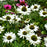 Echinacea purpurea 'Happy Star'  - Happy Star Echinacea