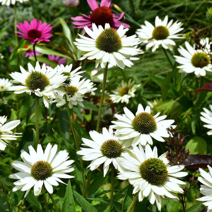 Echinacea purpurea 'Happy Star'  - Happy Star Echinacea