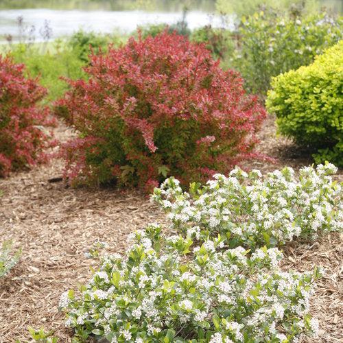 Chokeberry, PW® Low Scape Mound® Aronia