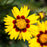 Coreopsis x 'Enchanted Eve' PP27857  - Lil' Bang™ Enchanted Eve Tickseed