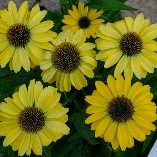 Echinacea purpurea 'Canary Feathers'  - Eye-catcher™ Canary Feathers Echinacea