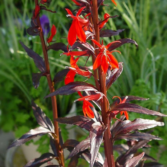 Cardinal Flower, Black Truffle Cardinal Flower