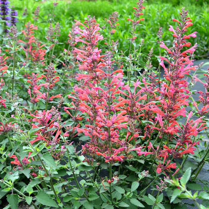 Hyssop, Kudos™ Coral Hummingbird Mint