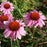 Echinacea purpurea 'Rubinstern'  - Ruby Star Echinacea
