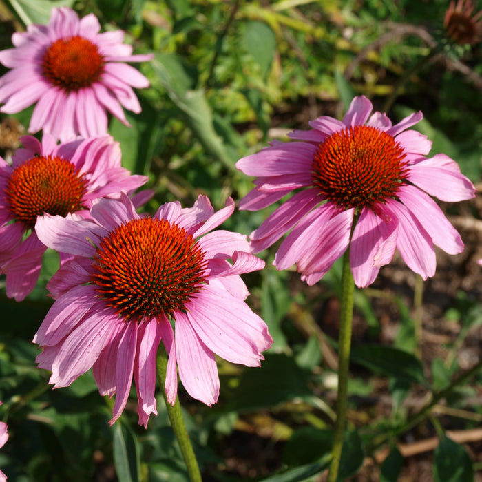 Echinacea purpurea 'Rubinstern'  - Ruby Star Echinacea