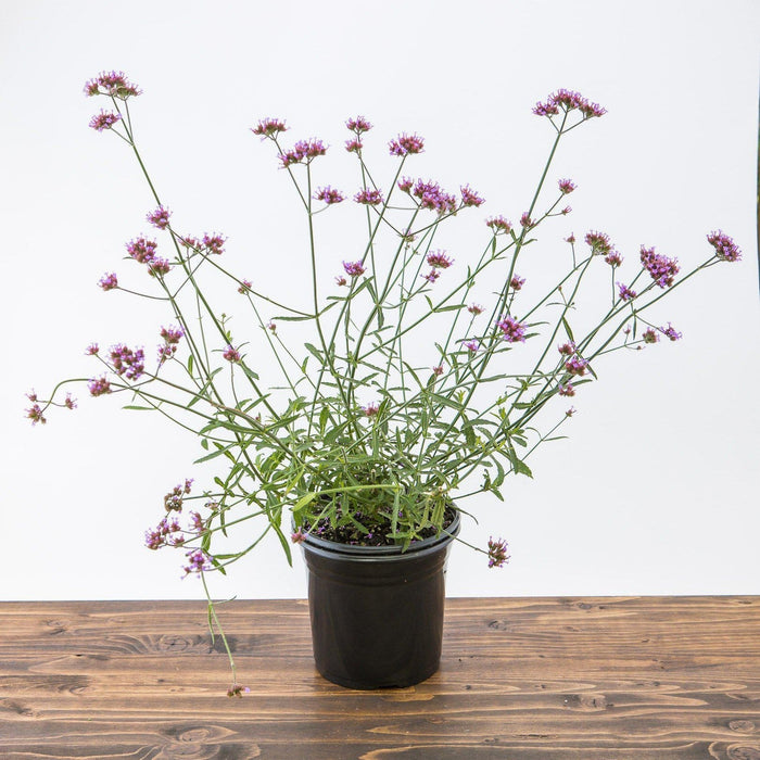 Verbena, Lollipop Verbena