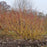 Dogwood, PW® Arctic Fire® Yellow Twig Dogwood