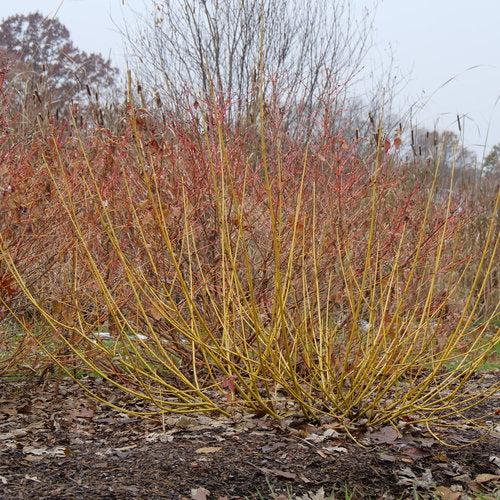 Dogwood, PW® Arctic Fire® Yellow Twig Dogwood