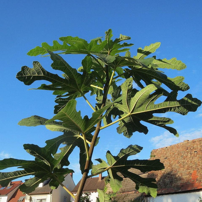 Ficus carica 'Majoam'  - 'Little Miss Figgy' Fig