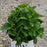 Hydrangea serrata 'SMNHSI'  - Let's Dance® Can Do!® Hydrangea