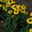 Echinacea 'Yellow My Darling'  - Color Coded® Yellow My Darling Echinacea