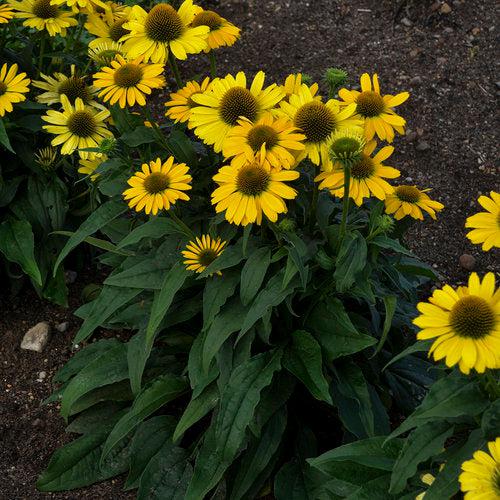 Echinacea 'Yellow My Darling'  - Color Coded® Yellow My Darling Echinacea