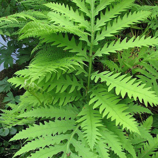 Fern, Royal Fern