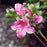 Azalea, Gumpo Pink Azalea