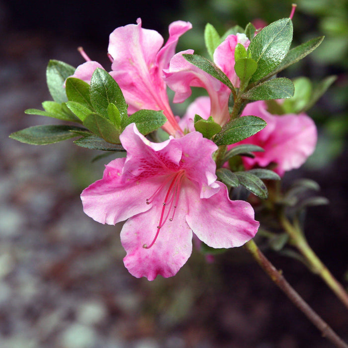 Azalea, Gumpo Pink Azalea