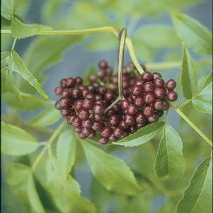 Sambucus canadensis 'Adams'  - Adams Elderberry