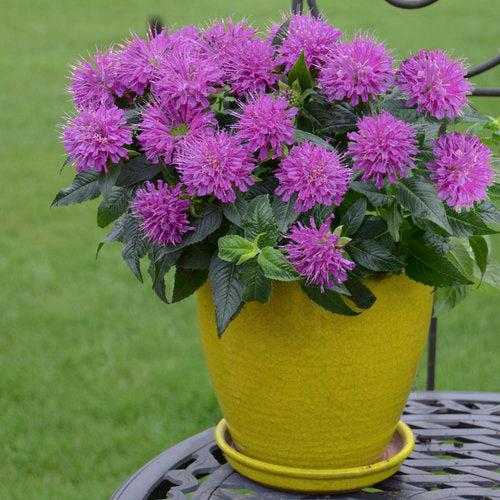 Bee Balm, Pardon My Purple Bee Balm