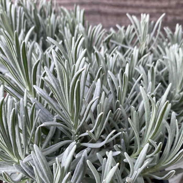Lavender, Phenomenal® Lavender