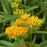 Asclepias tuberosa 'Hello Yellow'  - Hello Yellow Butterfly Weed