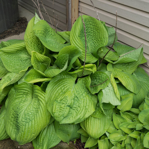 Hosta 'Sum and Substance'  - Sum and Substance Hosta